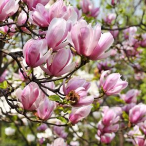 Fondant parfumé Magnolia